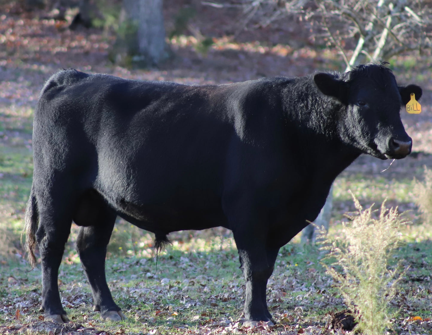 Whole Beef-Deposit
