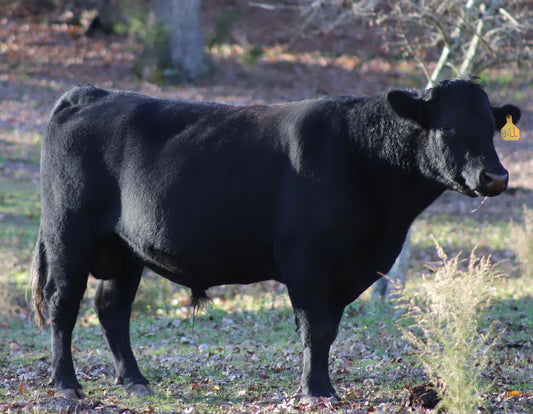 Discounted Beef Shares