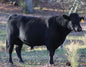 Whole Beef-Deposit
